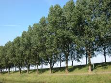 tree line trees dike green dutch