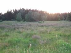 tabus field forest trees grass nature
