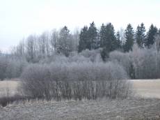 tabus forest trees field