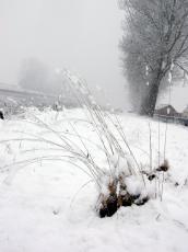 snow picture postcard scenic winter tableau white blanket of snow snowblanket