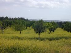 nature landscapes trees seed yellow flowers yard