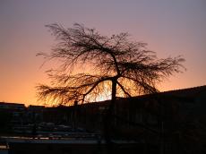 sunrise dawn dusk tree silhouette nature cityscapes