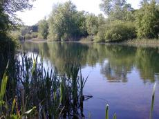 nature landscapes water river reed trees