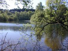 nature landscapes lake swan trees branches water
