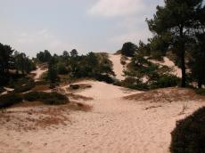 nature landscapes sand dunes trees ferntree ferntees forrest dunescape