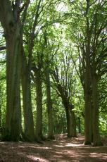 lane forrest woods nature landscapes trees