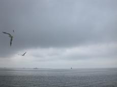 nature landscapes seascapes gull flying animals birds gulls northsea sea fregat denhelder gray horizon clouds cloudy