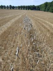 nature landscapes crops harvest wheat barley oat