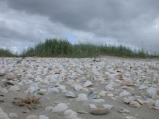 nature landscapes dunescapes beachscapes dune dunes grass marram marramgrass beachgrass shell shells beach sand