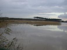 fern swamp cold misty lake autumn dreary moss