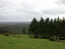 field grass pine trees haze mist clouds hazy