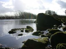 brook babbling stones moss water puddle pool warm sun shining sunshine