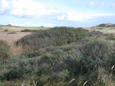 nature, landscapes, dunescapes, dune, dunes, grass, reet, bushes, green
