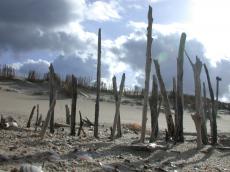 beach timber wooden stake stakes windbreaker windbreakers overcast dune dunes stormy
