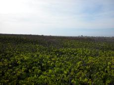 prairie wildwest wild west field fields rolling cattle vast open green