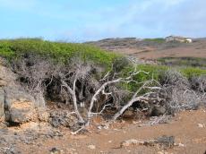 nature bush bushes shrub shrubs trees jacco curacao 