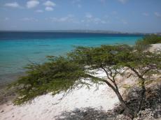 nature landscapes tree trees coast beach jacco curacao