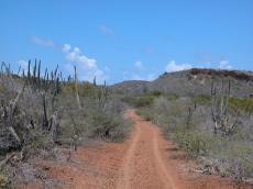 jacco dusty road australian outback brown sand cactus cacti 