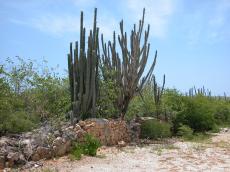 jacco curacao fence nature landscapes flowers cactus wall succulent bushes