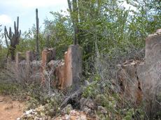 jacco curacao nature landscapes cactus bush bushes fence ruine
