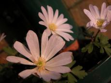 nature plants flower flowers pink