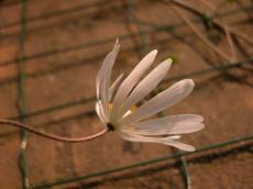 nature, plants, flower, white, oxeyedaisy, oxeye daisy, marguerite