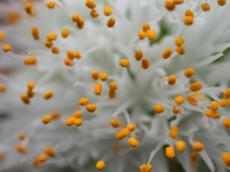 white yellow pestle nature plants flower