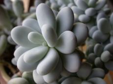 nature plants succulent blob blobs