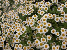 white daisy daisies flowers schrub smell summer spring