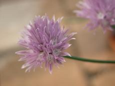 nature plants flower pink