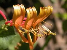 flower yellow iris summer warm pretty