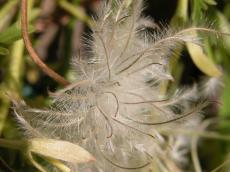 fluffy seed nature plants fall hairy
