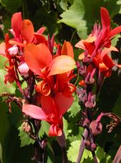 nature plants flowers red