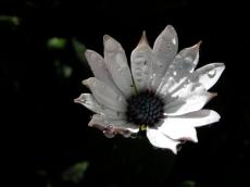 nature flower macro plants white water waterdrops