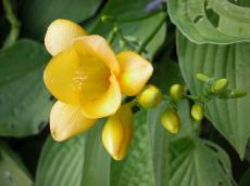 flower yellow green bulb bulbs warm bud buds spring springtime