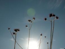 nature plants flowers stem sky sun blue winter fuzzy