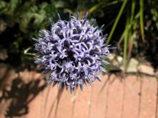purple flower sphere plant spikes