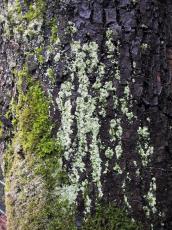 bark tree green plants 