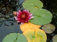 nature plants water waterplants flower leaf leafs pond lily waterlily red green maartent