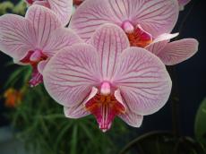maartent flower orchid flowers nature plants