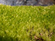 moss growth undergrowth floor ground groundlevel level green shoots sprouting dense foliage