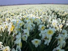 field of flowers crocus white spring springtime narcissus rows fields