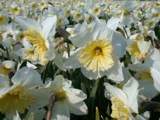 flower narcissus white yellow field painting fields of