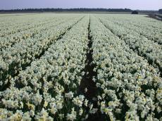 field bulbs bulb narcis white yellow fields flowers of