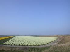 fields flowers beds bed