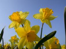 nature plants flower flowers yellow daffodil