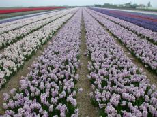 field bulbs bulb dutch row rows flowers crocus white