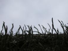 plants little sticks poking up from the ground feeling stretching