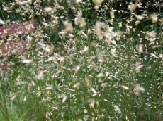 spring little flowers field of full of grass helm helms blade stalk stem green plants