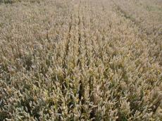 nature plants crops corn grain field texture